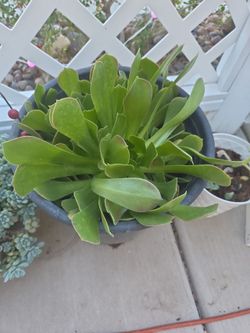 Large Succulent Plant in Dark Pot