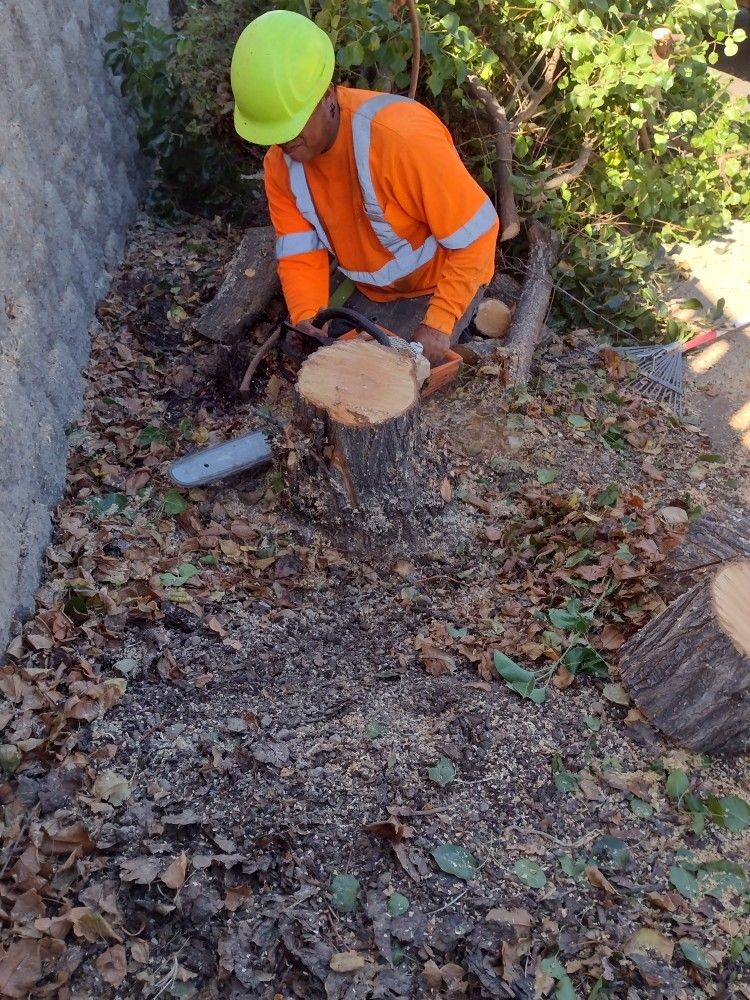 Tree Trimming And Stump Grinding