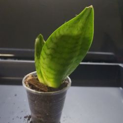 Snake Plant