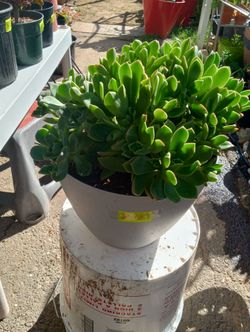 Plant
