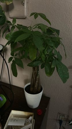 Live Money Tree 