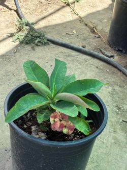 Planta Corona de Cristo