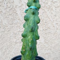 Bobbie Cactus Plant $40
