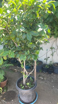 Gardenia