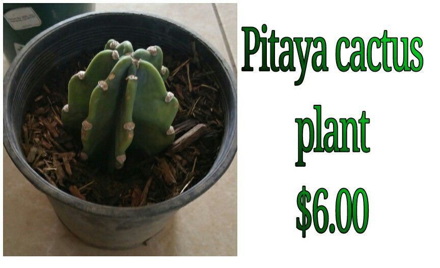 Pitaya cactus plant