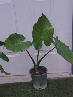 Oreja de elefante  planta