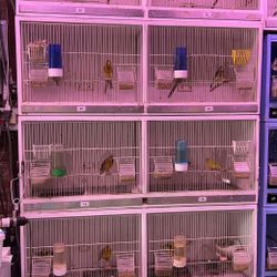 Wood Bird Cage 30 Each 