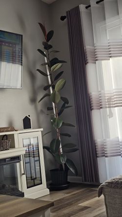 Burgundy Rubber Plant, Live Indoor / Outdoor Ficus Elastica Tree
Pick up only🪴🪴$ 69
8feet tall