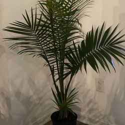 Majesty Palms Plants 