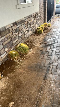 Golden Barrel Cactus $200