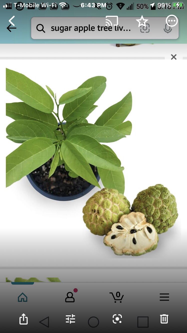 Sugar Apple 2 Gallon Plant Ready To Yield Fruits. Most Delicious Fruit In The Oriental. Custard Apple, Annona squamosa