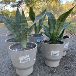 Snake Plant, Mother In Law Plant $10.00 Each. Lengua De Suegra A $10.00 Cada Una 