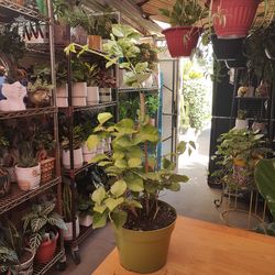 Arabian Jasmine Fragrant Plant