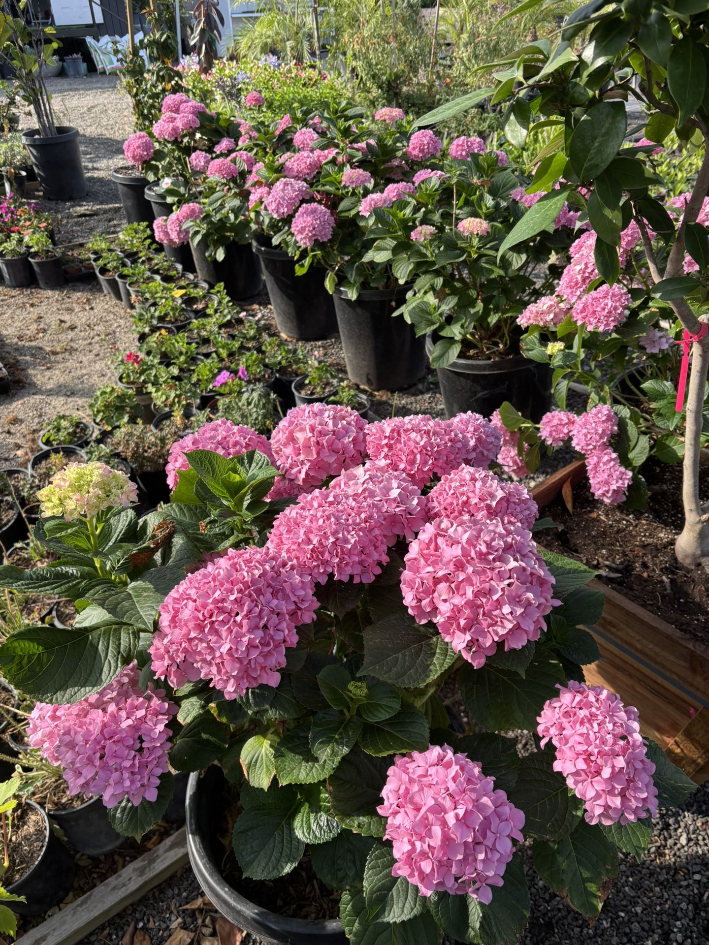 Hydrangeas For sale