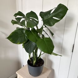 Monstera Deliciosa (Swiss Cheese Plant)🪴 