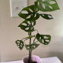 Monstera Adansonii Big And Small Plants 