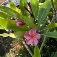 (25) Plumeria Plant 5gal 4'tall  Rooted and flowering