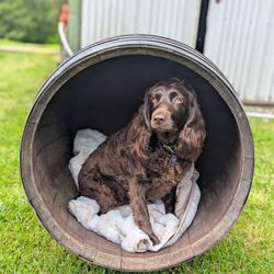 Oak Wine Barrel  Dog  House 