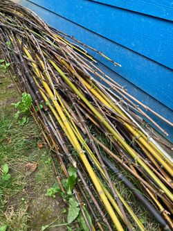 Cut bamboo poles