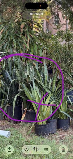 Cheap plants