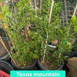 Texas Mountain Laruel