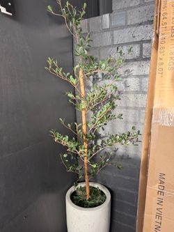 Black olive tree 5ft