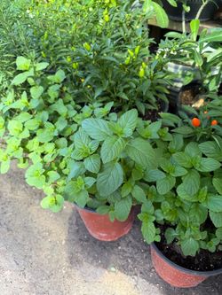 Plantas  $10 cada una