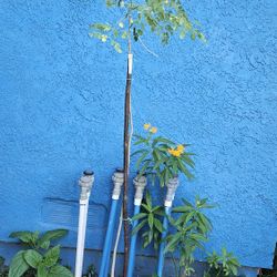 Moringa Plant