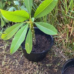 Plumeria En Macetero Ya Prendido