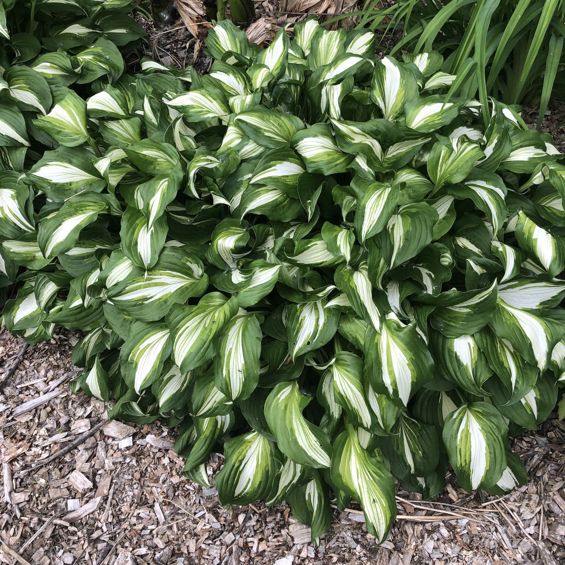 Hosta