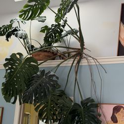 Split leaf Philodendron 