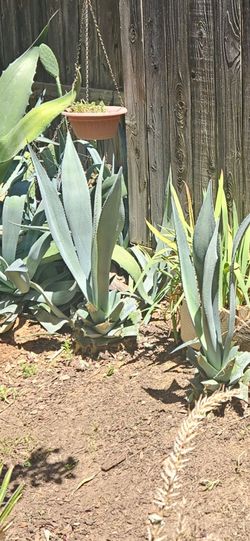 Blue agaves. Each For 5
