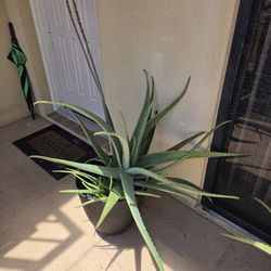 Aloe Plants