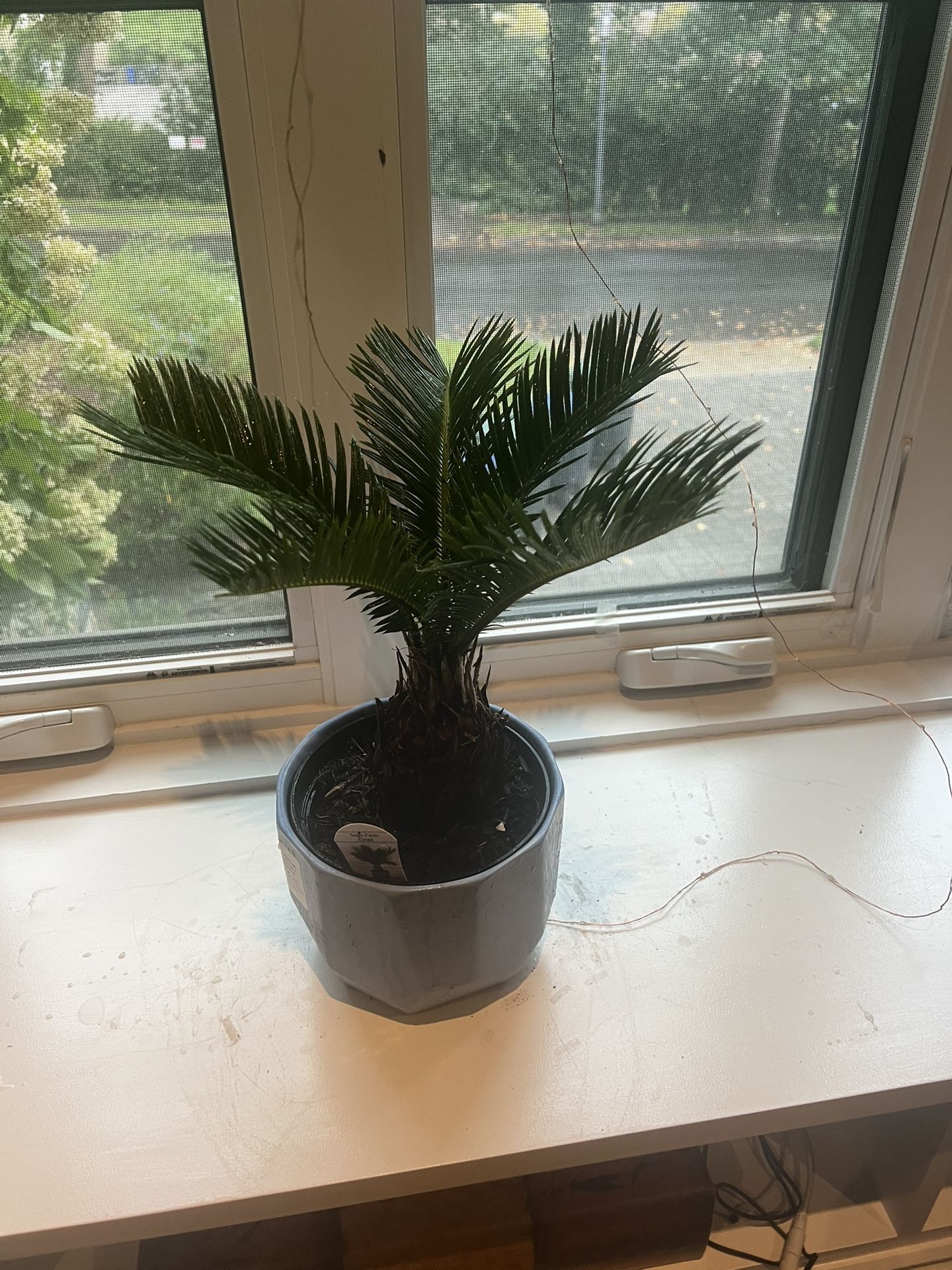 Palm Tree