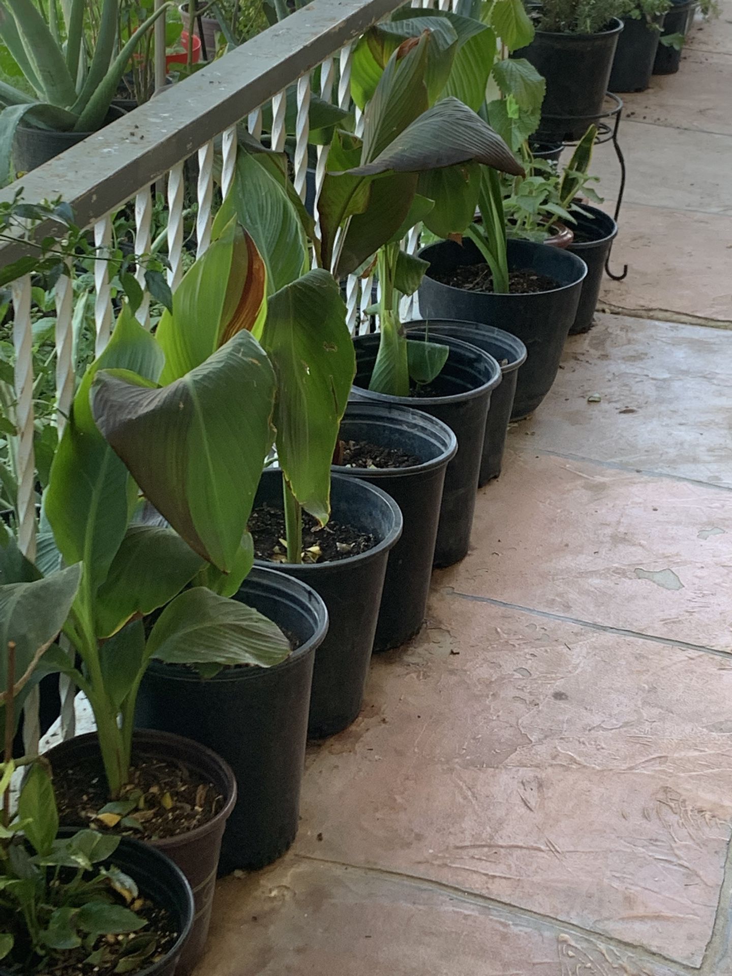 Many Plantas Plants Available All Different Prices