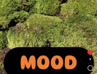 Live Terrarium Moss Bioactive Plants