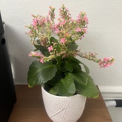 Flowering Succulent 