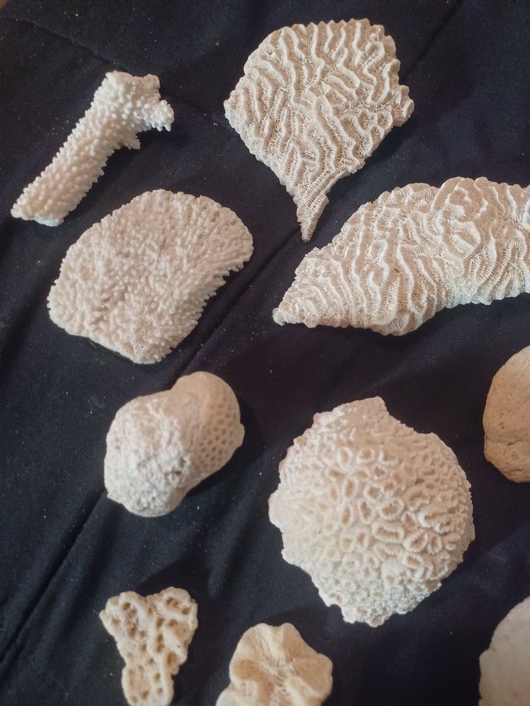 Coral Lot