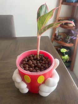 Chinese Evergreen x Mickey Planter