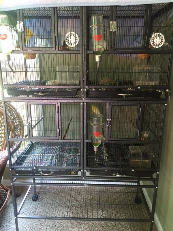 Spanish Timbrado Canary Birds with breeding cage