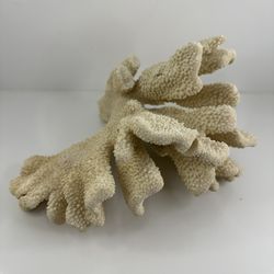 Natural Coral Reef Specimen 11x9” White Ocean Sea Decor