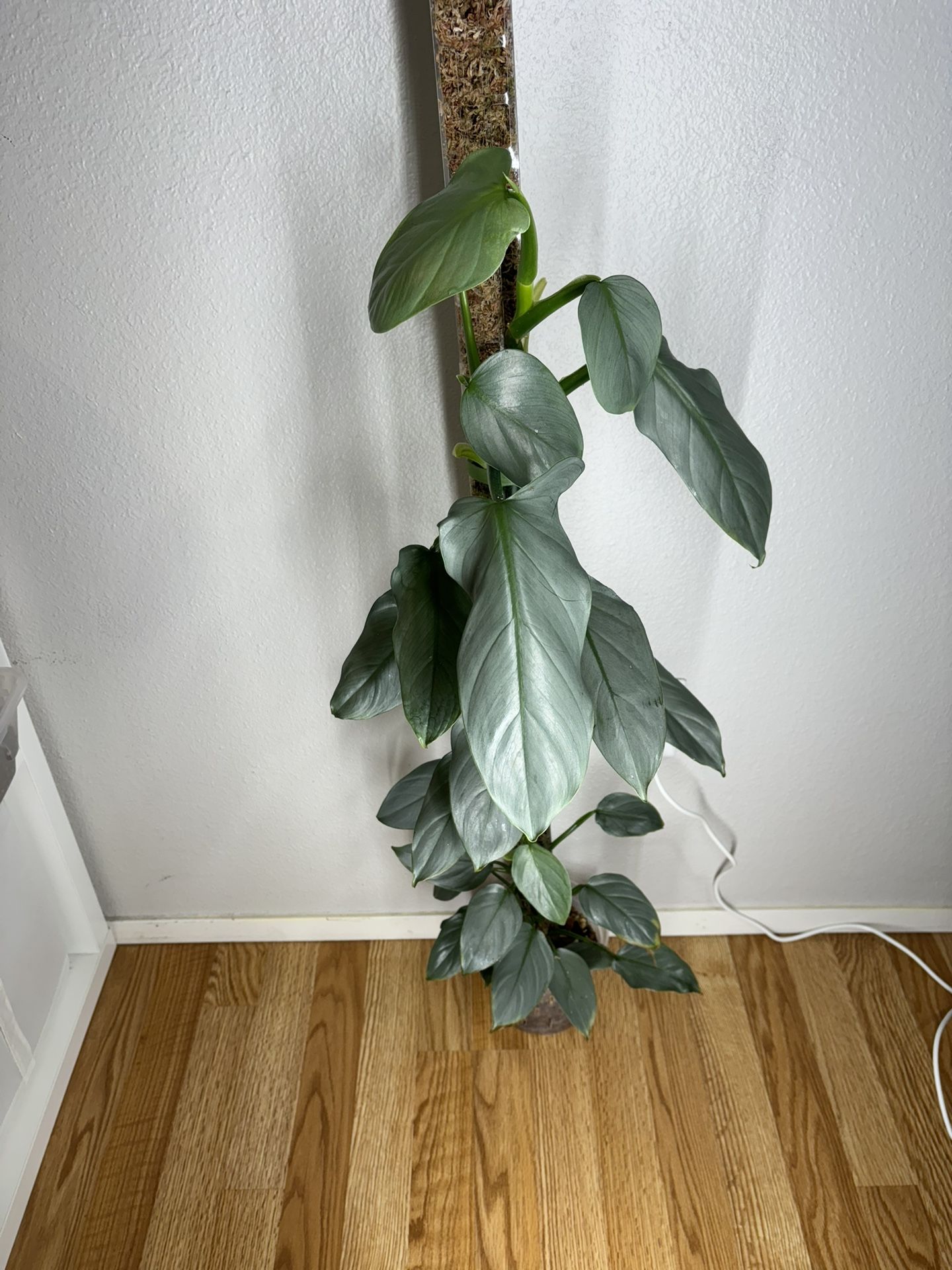 Philodendron Silver Sword On Moss Pole