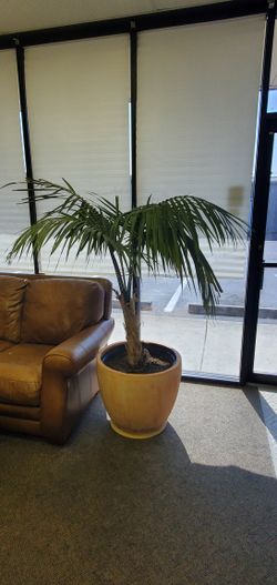 Large Palm Tree With Terracotta Pot