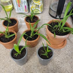 Spider Plants (See Prices in Listing)