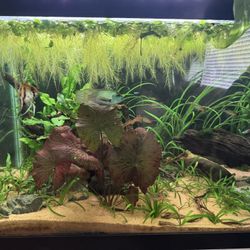 Aquarium plants - Floaters - Frogbit and Dwarf Water Lettuce