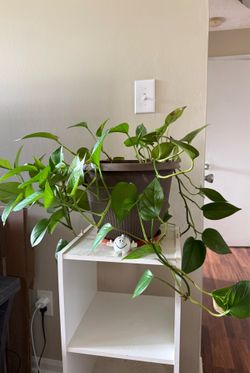 Golden Pothos