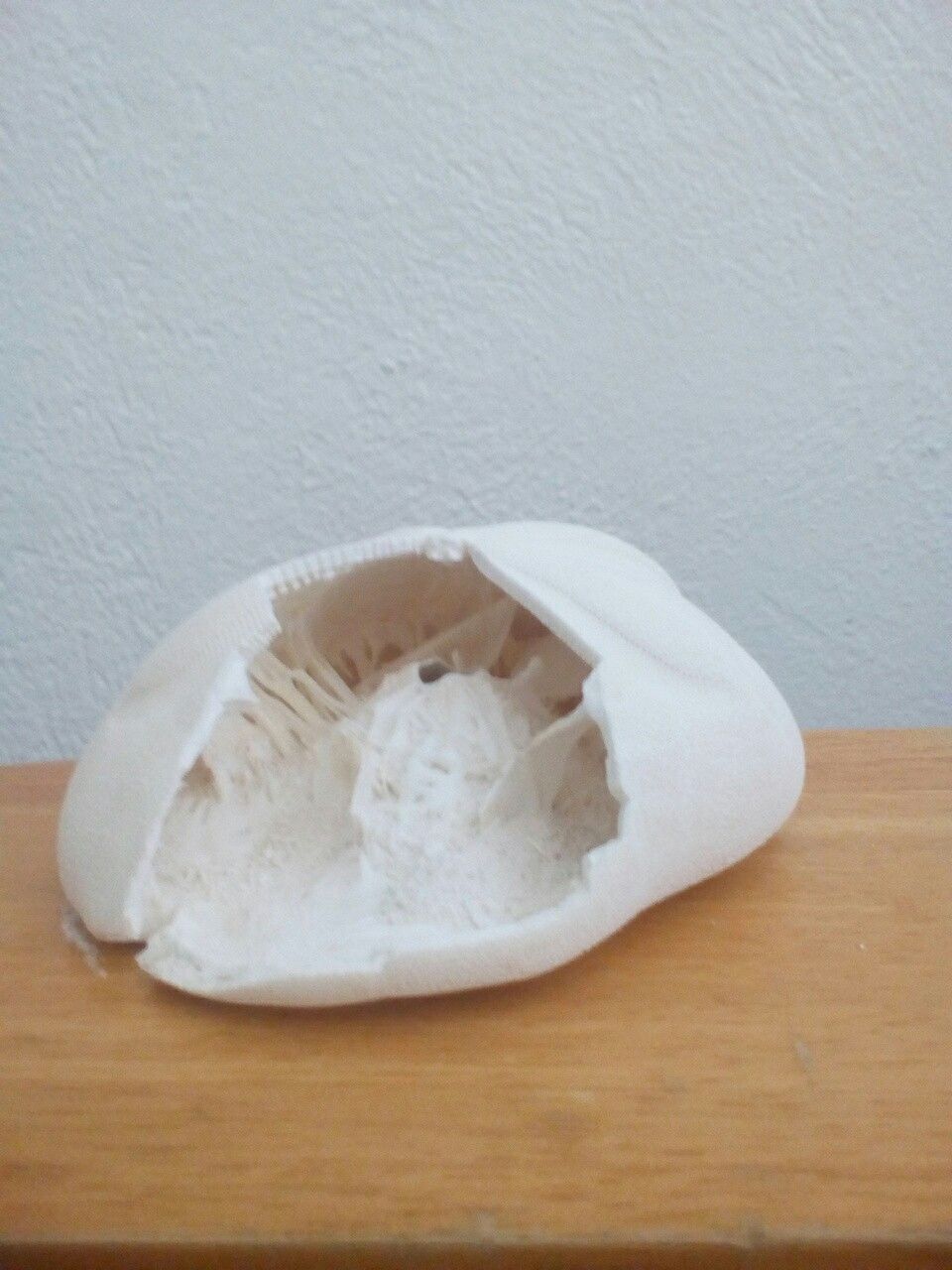 Sea shell