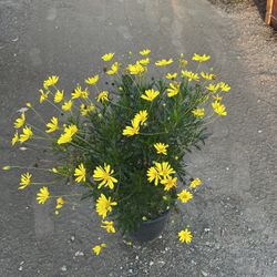African Bush Daisy