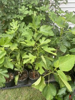 Fig Trees