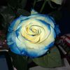Rima
